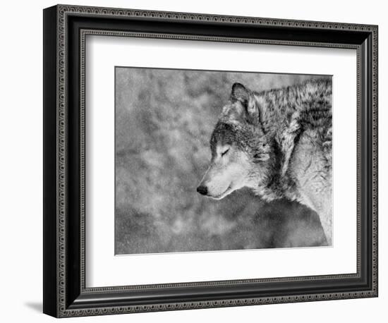 Let it Snow-Victoria Ivanova-Framed Photographic Print