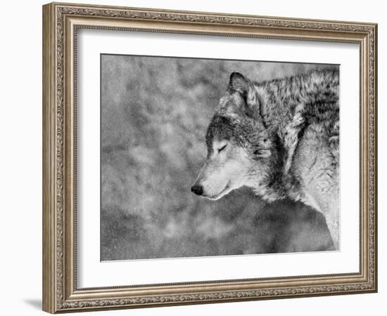 Let it Snow-Victoria Ivanova-Framed Photographic Print