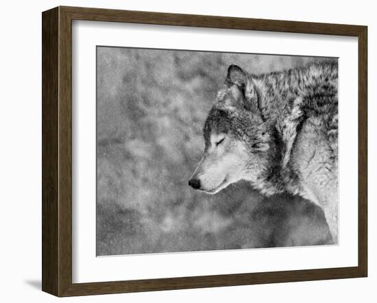 Let it Snow-Victoria Ivanova-Framed Photographic Print