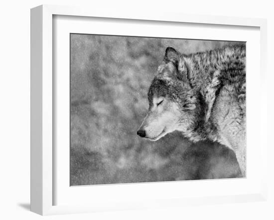 Let it Snow-Victoria Ivanova-Framed Photographic Print