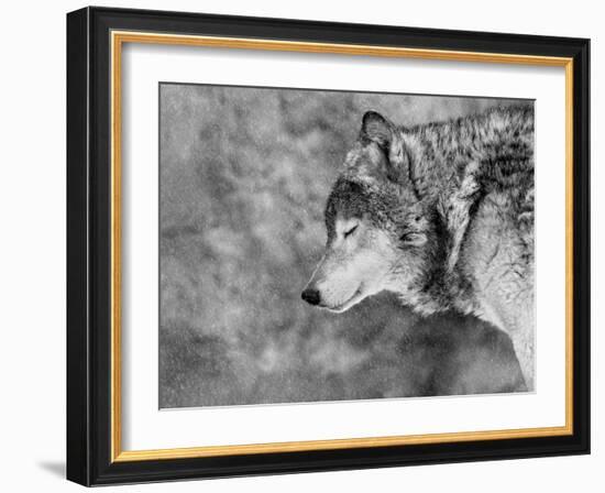 Let it Snow-Victoria Ivanova-Framed Photographic Print