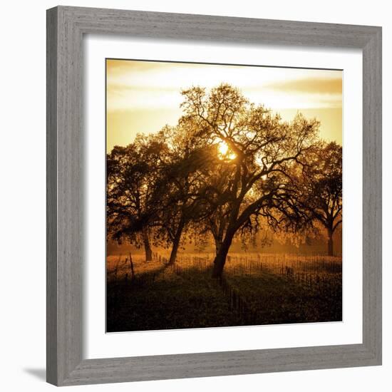 Let There be Light-Lance Kuehne-Framed Photographic Print