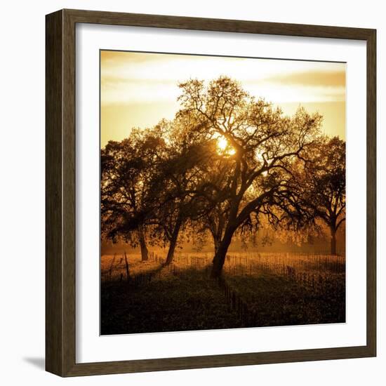 Let There be Light-Lance Kuehne-Framed Photographic Print