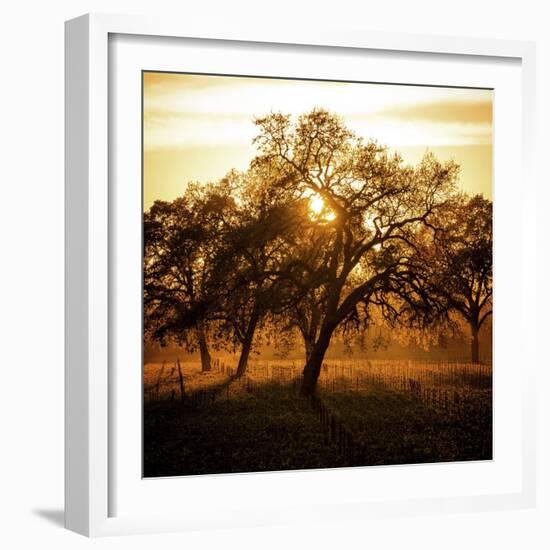 Let There be Light-Lance Kuehne-Framed Photographic Print