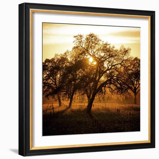 Let There be Light-Lance Kuehne-Framed Photographic Print