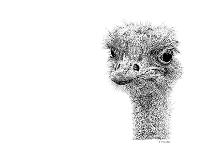 Z14 Ostrich-Let Your Art Soar-Giclee Print