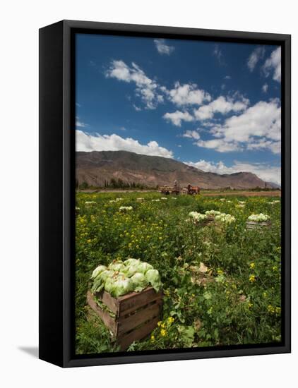 Lettuce Crop in a Field, Tilcara, Quebrada De Humahuaca, Argentina-null-Framed Premier Image Canvas