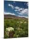 Photographic Print