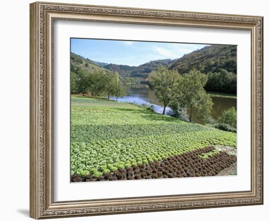 Lettuce Cultivation in Foreground, Near Port d'Acres, Midi-Pyrenees, France-Richard Ashworth-Framed Photographic Print