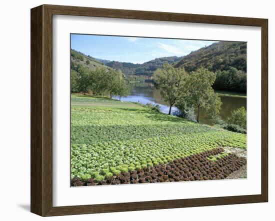 Lettuce Cultivation in Foreground, Near Port d'Acres, Midi-Pyrenees, France-Richard Ashworth-Framed Photographic Print