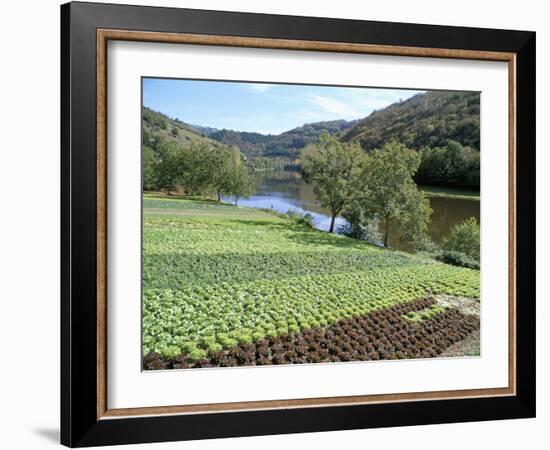 Lettuce Cultivation in Foreground, Near Port d'Acres, Midi-Pyrenees, France-Richard Ashworth-Framed Photographic Print