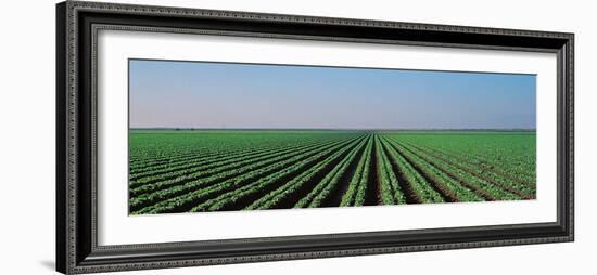 Lettuce Field San Joaquin Valley Fresno Ca USA-null-Framed Photographic Print