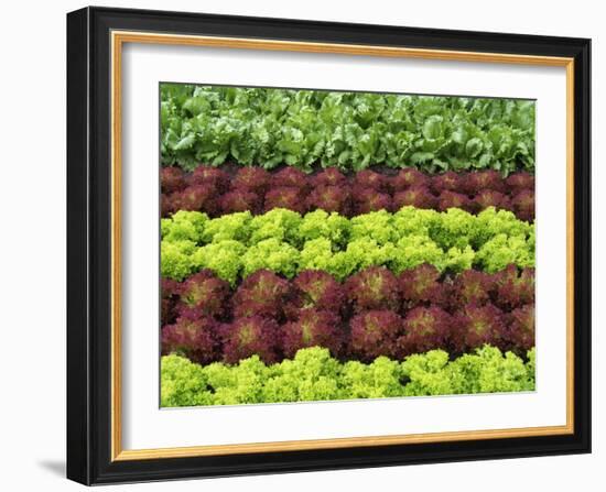 Lettuce Field-null-Framed Photographic Print