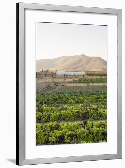 Lettuce Growing In A Field In The Sierraville Valley, Northern California-Shea Evans-Framed Photographic Print