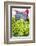 Lettuce in outdoor market, Nice, Cote d'Azur, France-Lisa S. Engelbrecht-Framed Photographic Print