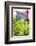 Lettuce in outdoor market, Nice, Cote d'Azur, France-Lisa S. Engelbrecht-Framed Photographic Print