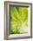 Lettuce Leaf Detail-Peter Rees-Framed Photographic Print