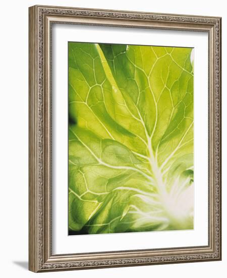 Lettuce Leaf Detail-Peter Rees-Framed Photographic Print