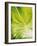 Lettuce Leaf Detail-Peter Rees-Framed Photographic Print