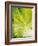 Lettuce Leaf Detail-Peter Rees-Framed Photographic Print