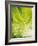 Lettuce Leaf Detail-Peter Rees-Framed Photographic Print