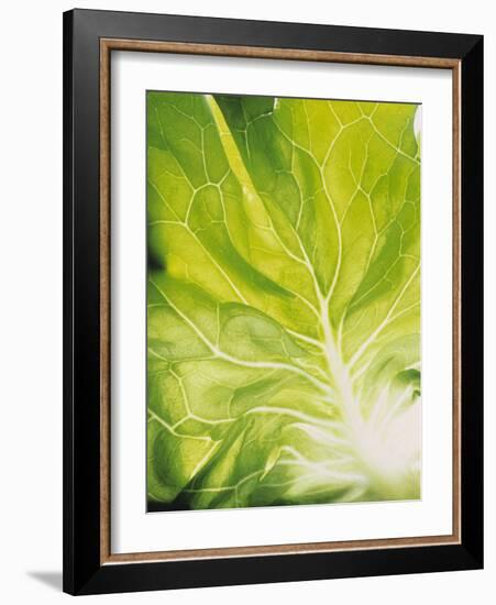 Lettuce Leaf Detail-Peter Rees-Framed Photographic Print