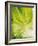 Lettuce Leaf Detail-Peter Rees-Framed Photographic Print