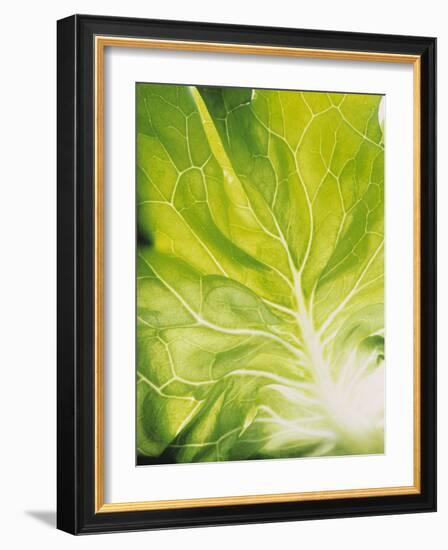 Lettuce Leaf Detail-Peter Rees-Framed Photographic Print