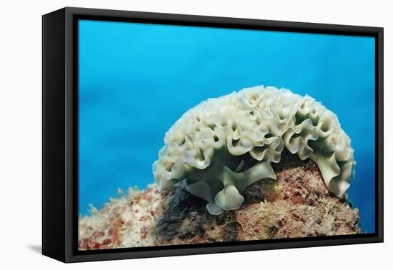 Lettuce Sea Slug, Tridachia Crispata, Netherlands Antilles, Bonaire, Caribbean Sea-Reinhard Dirscherl-Framed Premier Image Canvas