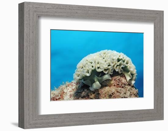 Lettuce Sea Slug, Tridachia Crispata, Netherlands Antilles, Bonaire, Caribbean Sea-Reinhard Dirscherl-Framed Photographic Print