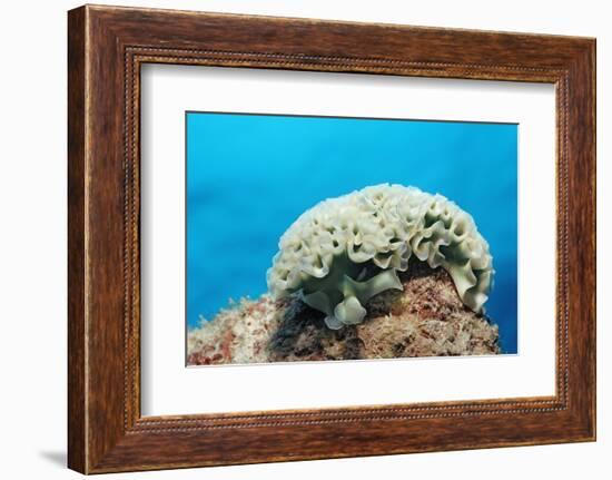 Lettuce Sea Slug, Tridachia Crispata, Netherlands Antilles, Bonaire, Caribbean Sea-Reinhard Dirscherl-Framed Photographic Print