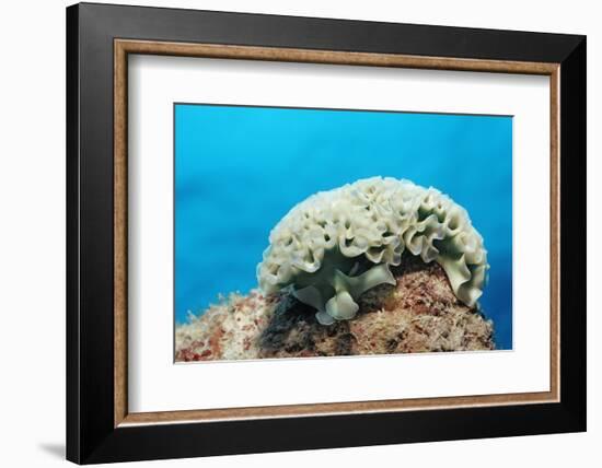 Lettuce Sea Slug, Tridachia Crispata, Netherlands Antilles, Bonaire, Caribbean Sea-Reinhard Dirscherl-Framed Photographic Print