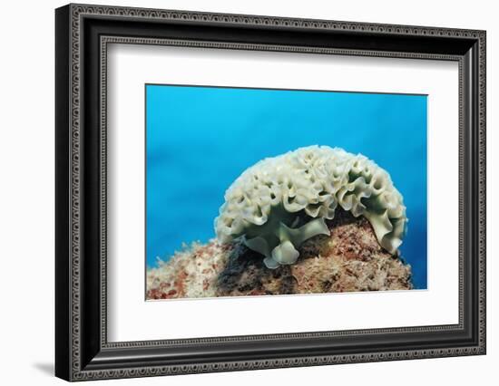 Lettuce Sea Slug, Tridachia Crispata, Netherlands Antilles, Bonaire, Caribbean Sea-Reinhard Dirscherl-Framed Photographic Print