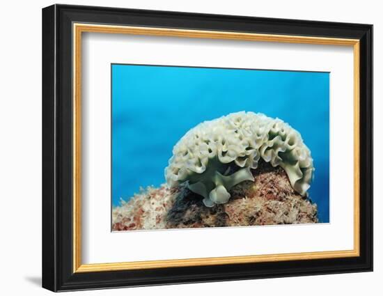 Lettuce Sea Slug, Tridachia Crispata, Netherlands Antilles, Bonaire, Caribbean Sea-Reinhard Dirscherl-Framed Photographic Print