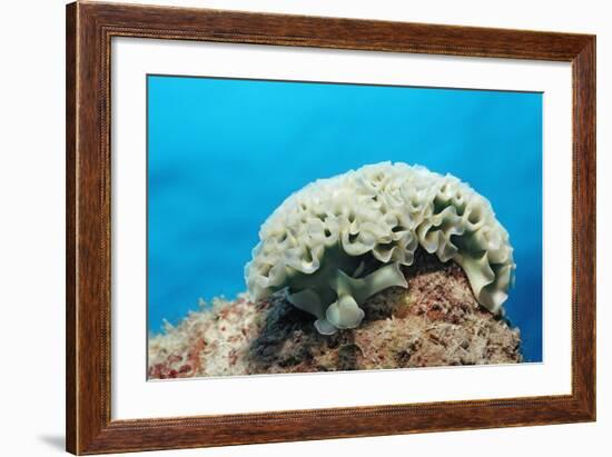 Lettuce Sea Slug, Tridachia Crispata, Netherlands Antilles, Bonaire, Caribbean Sea-Reinhard Dirscherl-Framed Photographic Print