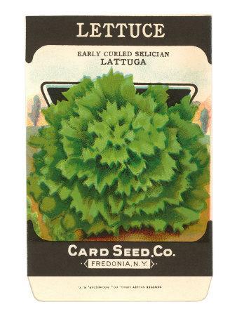'Lettuce Seed Packet' Art Print | Art.com
