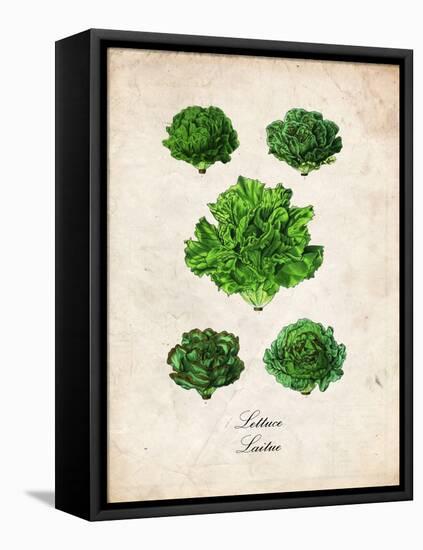 Lettuce-null-Framed Stretched Canvas