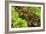 Lettuce-Bjorn Svensson-Framed Photographic Print