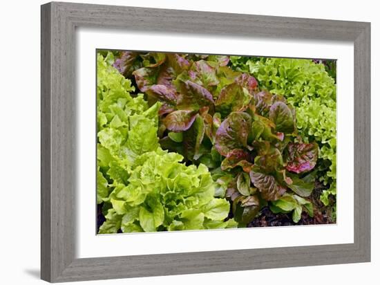 Lettuce-Bjorn Svensson-Framed Photographic Print