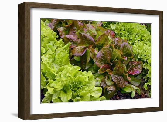 Lettuce-Bjorn Svensson-Framed Photographic Print