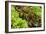 Lettuce-Bjorn Svensson-Framed Photographic Print