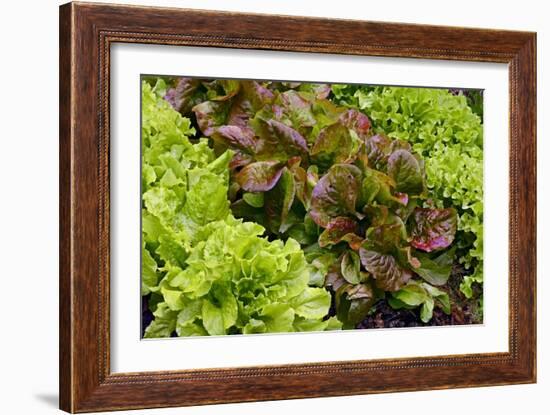 Lettuce-Bjorn Svensson-Framed Photographic Print