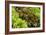 Lettuce-Bjorn Svensson-Framed Photographic Print