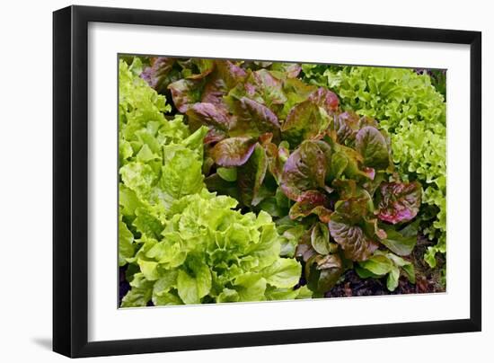 Lettuce-Bjorn Svensson-Framed Photographic Print