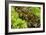 Lettuce-Bjorn Svensson-Framed Photographic Print