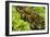 Lettuce-Bjorn Svensson-Framed Photographic Print