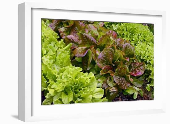 Lettuce-Bjorn Svensson-Framed Photographic Print