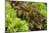 Lettuce-Bjorn Svensson-Mounted Photographic Print