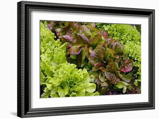 Lettuce-Bjorn Svensson-Framed Photographic Print