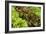 Lettuce-Bjorn Svensson-Framed Photographic Print